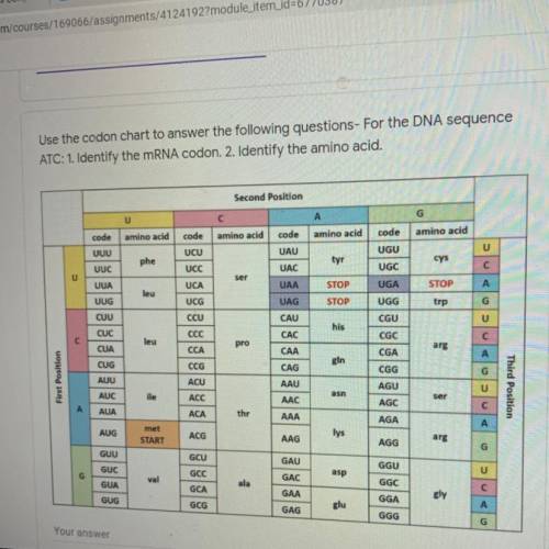Use the condon chart to answer the following questions for the DNA sequence. Number 1 identity the