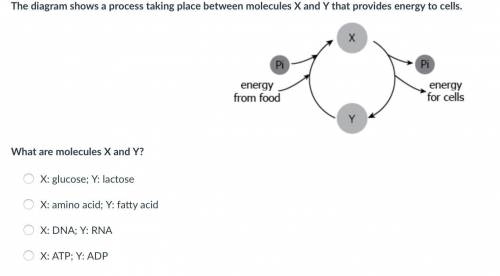 The diagram shows a process taking place between molecules X and Y that provides energy to cells.