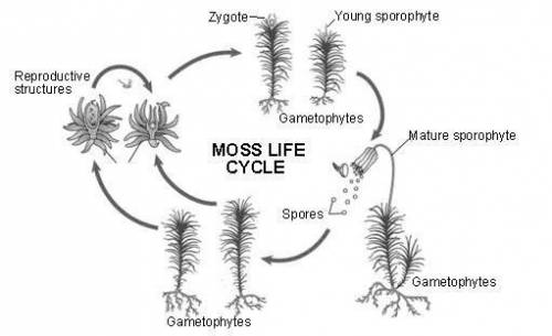 I NEED BY TODAY PLSSS ;-;

When moss is in the gametophyte stage, it is a green, low-lying mass of
