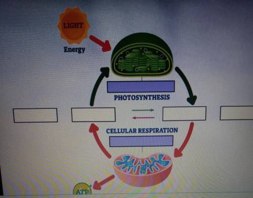 Fill the equation for photosynthesis ​