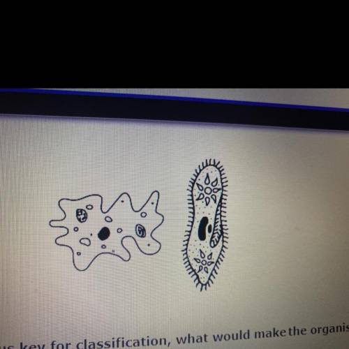 If the organisms were put in a dichotomous key for dassification, what would makethe organisms in t