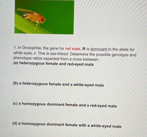 In Drosophila, the gene for red eyes, R is dominant to the allele for white eyes , r. This is sex-l