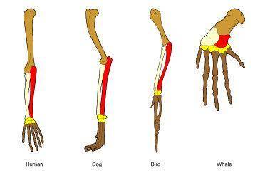 What function does the limb serve in each animal? How are the limb bones of the four animals simila