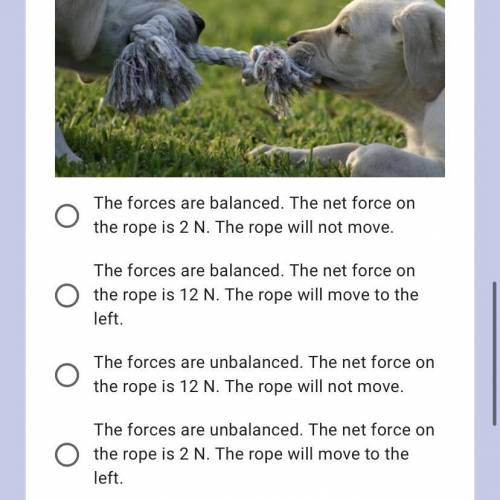 The puppy on the left is pulling with 7 N of force, while the puppy on the right is pulling with 5