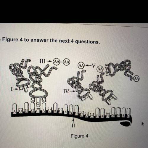 Structure 2 in figure four represents a

A. mRNA 
B. tRNA
C. rRNA
D. DNA molecule 
Need help pleas