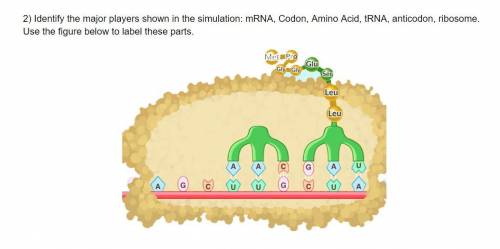 2) Identify the major players shown in the simulation: mRNA, Codon, Amino Acid, tRNA, anticodon, ri
