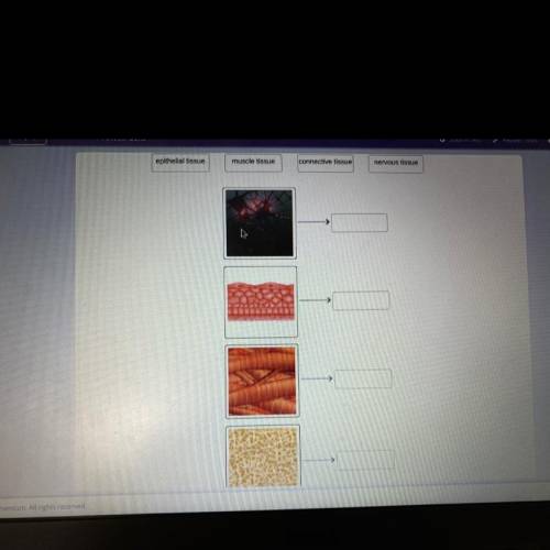 Match each type of tissue to its image!