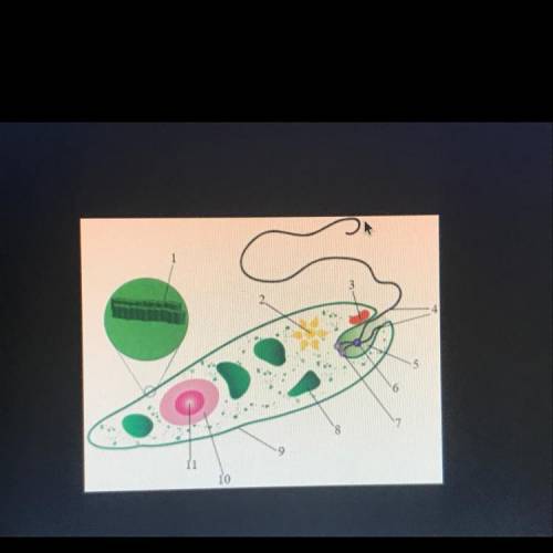 A simple model of a euglena is shown above. Which of these would not be evidence used to support th