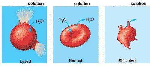 Using the image below, determine what type of solution the LYSED cell is in.

Captionless Image 
a