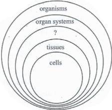 This is the image file for the question:

The diagram below represents the organizational levels o