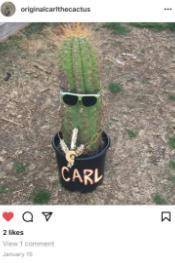 Carl the Cactus and his cousin Julio.