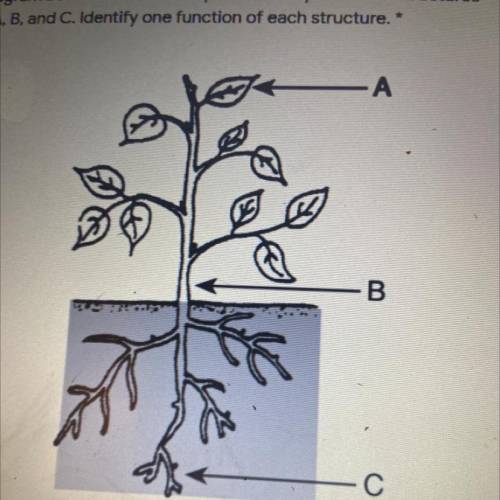 1. The diagram below shows a bean plant. Identify the three structures

labeled A, B, and C. Ident