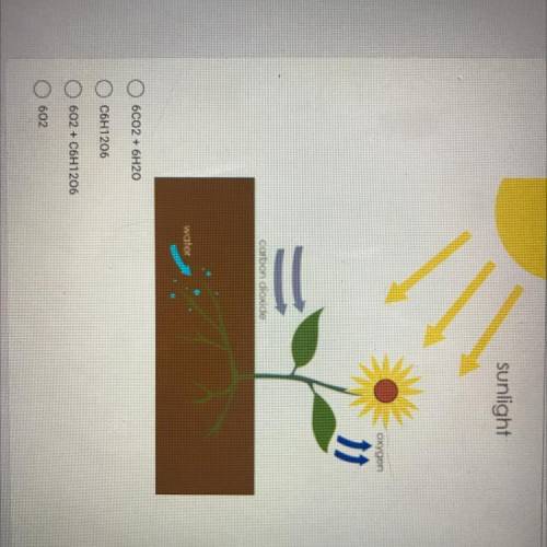 Which molecule in the overall equation for photosynthesis are products of ONLY the light independen