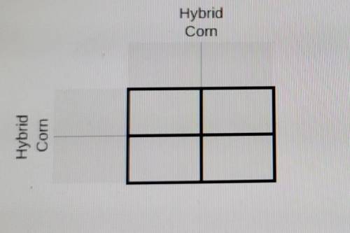 6. In corn plants, normal height (H) is dominant over short height (h). Complete a hybrid (heterozy