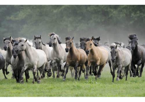 How would you describe the traits of this population?

A. all of the horses have the same traits b