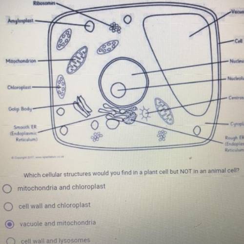 Which cellular structures would you find in plant cell but not in an animal cell?