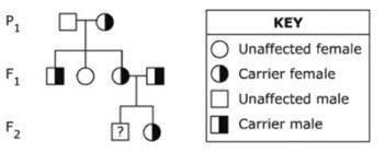 The illustration shows a pedigree with an autosomal recessive mutation.

What is the possibility t
