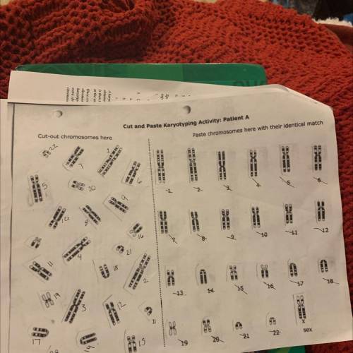 Examine the cut-out karyotype you created to answer the next set of questions.

What is the diploi