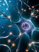 What neuron explain with diagram??

Anybody is belong to Jamia university so please said that I wan