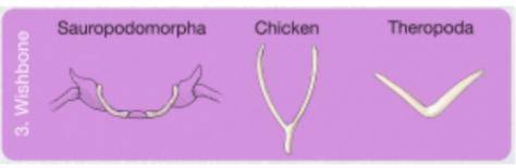How is the clavicle, or collarbones, of a chicken-shaped? Using the diagram, indicate which group o