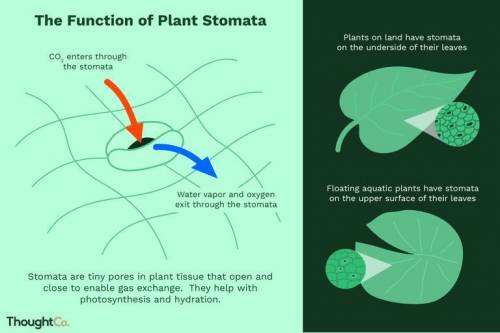 Where are stomata located?

A. The bottom roots of the Leaves
B. The roots
C. the top of the leaves