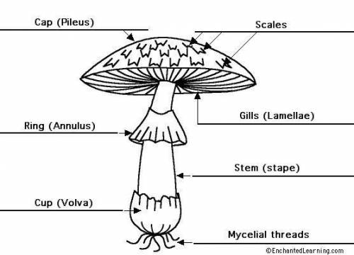 Diagram of a mushroom please​