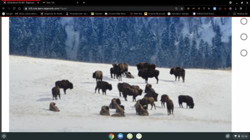 How many bison are in this photo? i need help and this is for science =)