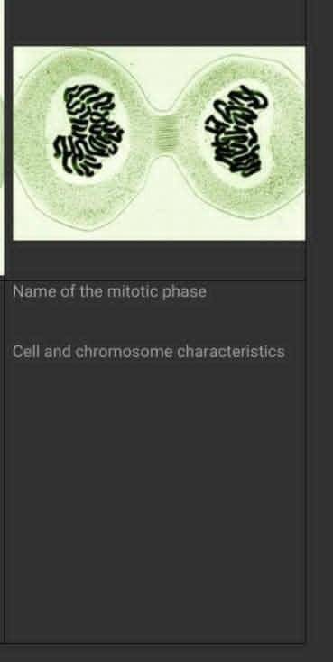 Cell and chromosome characteristics? ​
