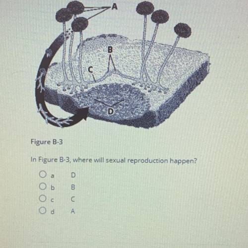 Figure B-3
In Figure B-3, where will sexual reproduction happen?