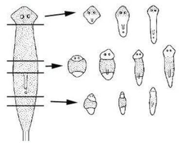 A marine flatworm, when cut into pieces, will regrow a new worm from each section that was cut.

I