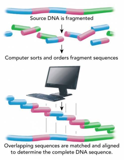 This image summarizes how computers sort and order DNA fragments to produce a final sequence of the
