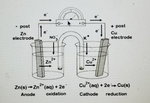Look at the diagram of an electrochemical cell below.

Which statement describes what would take p