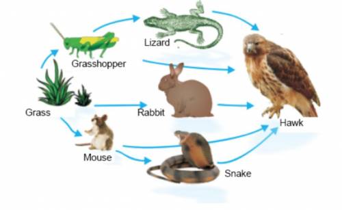 What are TWO possible effects on the ecosystem if the SNAKE population was completely killed off by