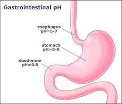 Differentiate the pH conditions of the stomach and intestine and how does it help in the digestion