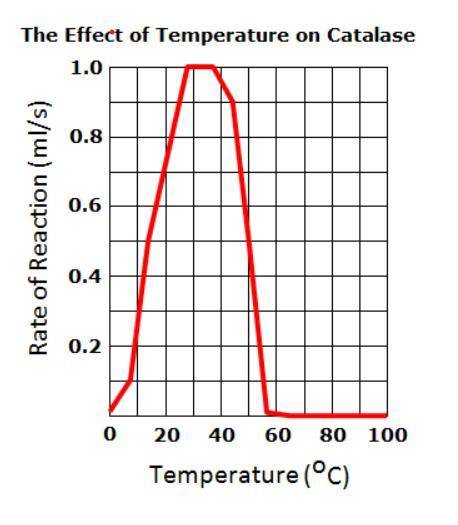 The above graph shows how temperature affects the rate of a reaction that uses the catalase enzyme.