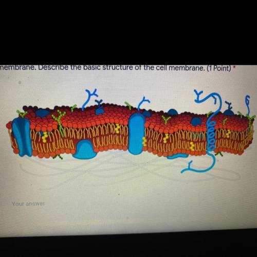 Part a:the diagram below shows a cross section of a cell membrane. Describe the basic structure of