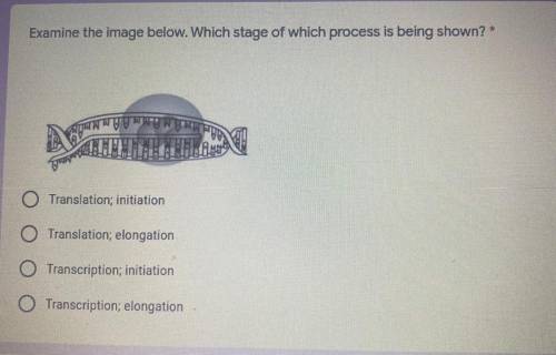 Examine the image below. Which stage of which process is being shown?