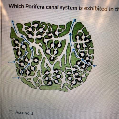 Which Porifera canal system is exhibited in the image?

Asconoid
Syconoid
Leuconoid
Spongonoid