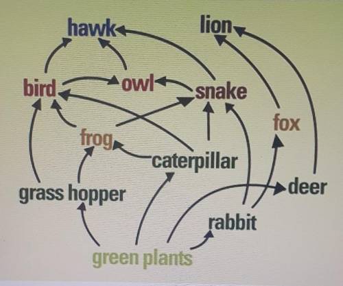 Identify an organism in the food web that is tertiary and secondary consumer?​