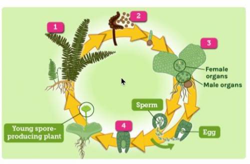 The diagram shows the life cycle of a fern. what does stage 4 show?