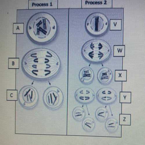 ANSWER FASTTT PLEASEE!! Which of the following correctly identifies the two processes in the diagra