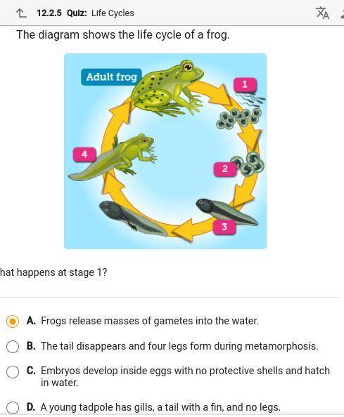 HHHHHEEELLLPPP The diagram shows the life cycle of a frog. What happens at stage 1. I will