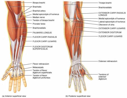 Name
MUSCLES OF THE ARMS AND HAnds