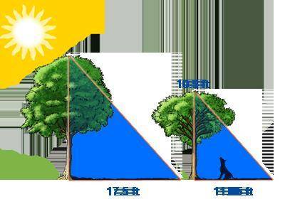 What is the sum of the heights of the two trees in feet? Round your answer to the nearest whole num