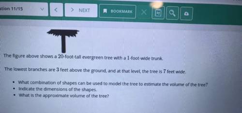The figure above shows a 20 foot tall evergreen tree with a 1 foot wide trunk. The lowest branches