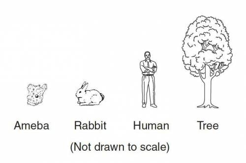 Four different living organisms are shown on the right. Which statement is true for all of the orga