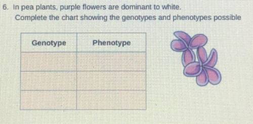 In pea plants, purple are dominant to white.

complete the chart showing the genotypes and phenoty