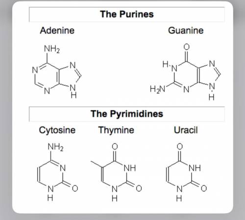 What similarities & what differences do you notice between purines and pyrimidines ?
