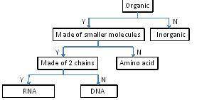 **100 POINTS** DNA is an organic molecule that is the code of life. DNA is made up of smaller molec