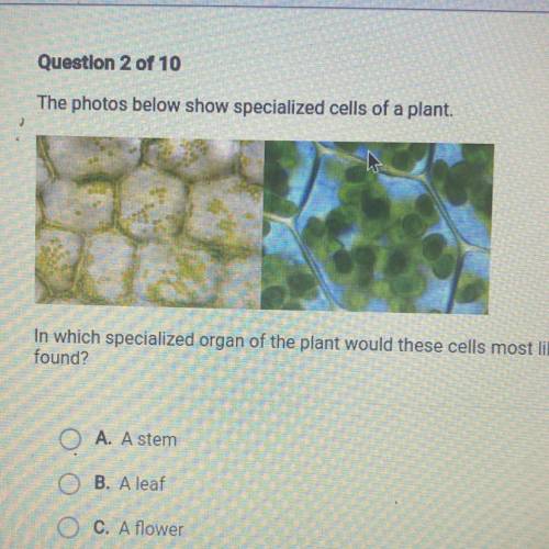 The photos below show specialized cells of a plant.

In which specialized organ of the plant would